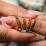 Rainbow Stackable Ring - 3mm – Sterling Silver with Topaz - Rainbow